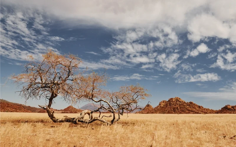 A tree in golden grassland beside a rocky outcrop under clouded skies