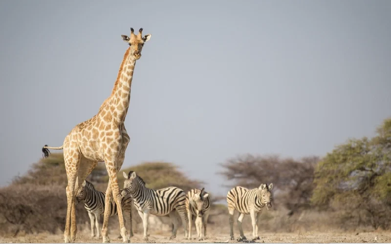 Giraffes and zebras on an open plain