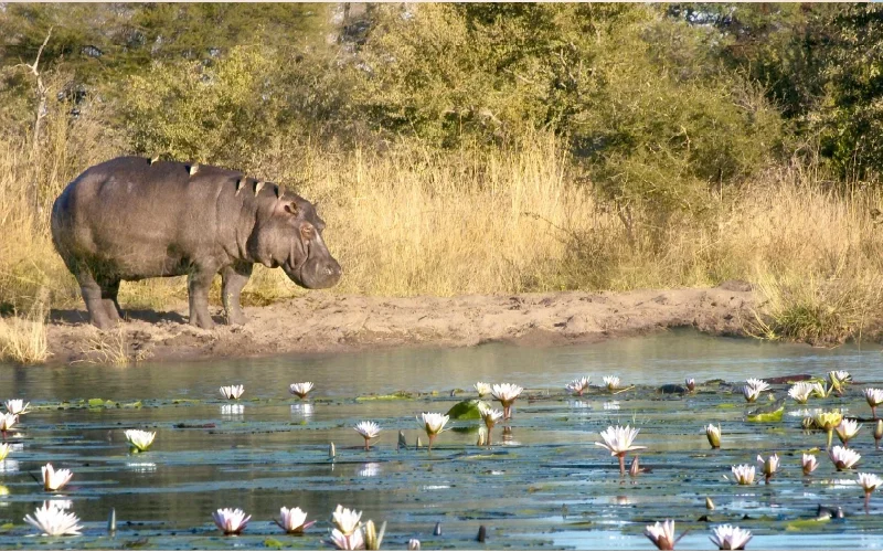 Hippos in the water with white birds nearby