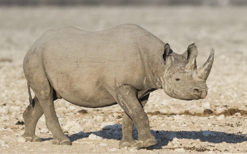 A rhinoceros in a dry landscape