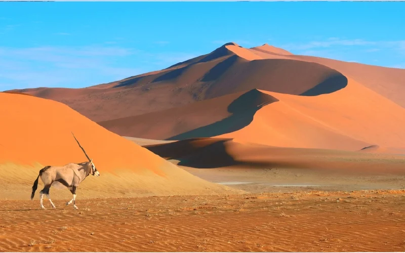 An oryx standing among red desert dunes