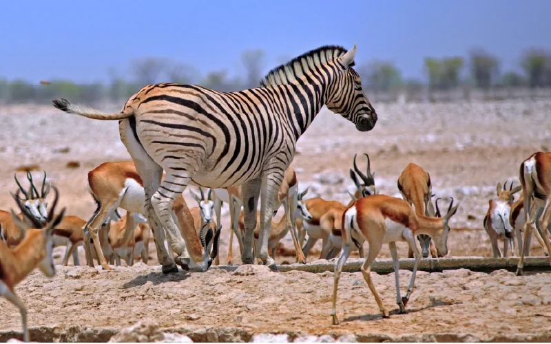 Zebras and springbok in a dry open landscape