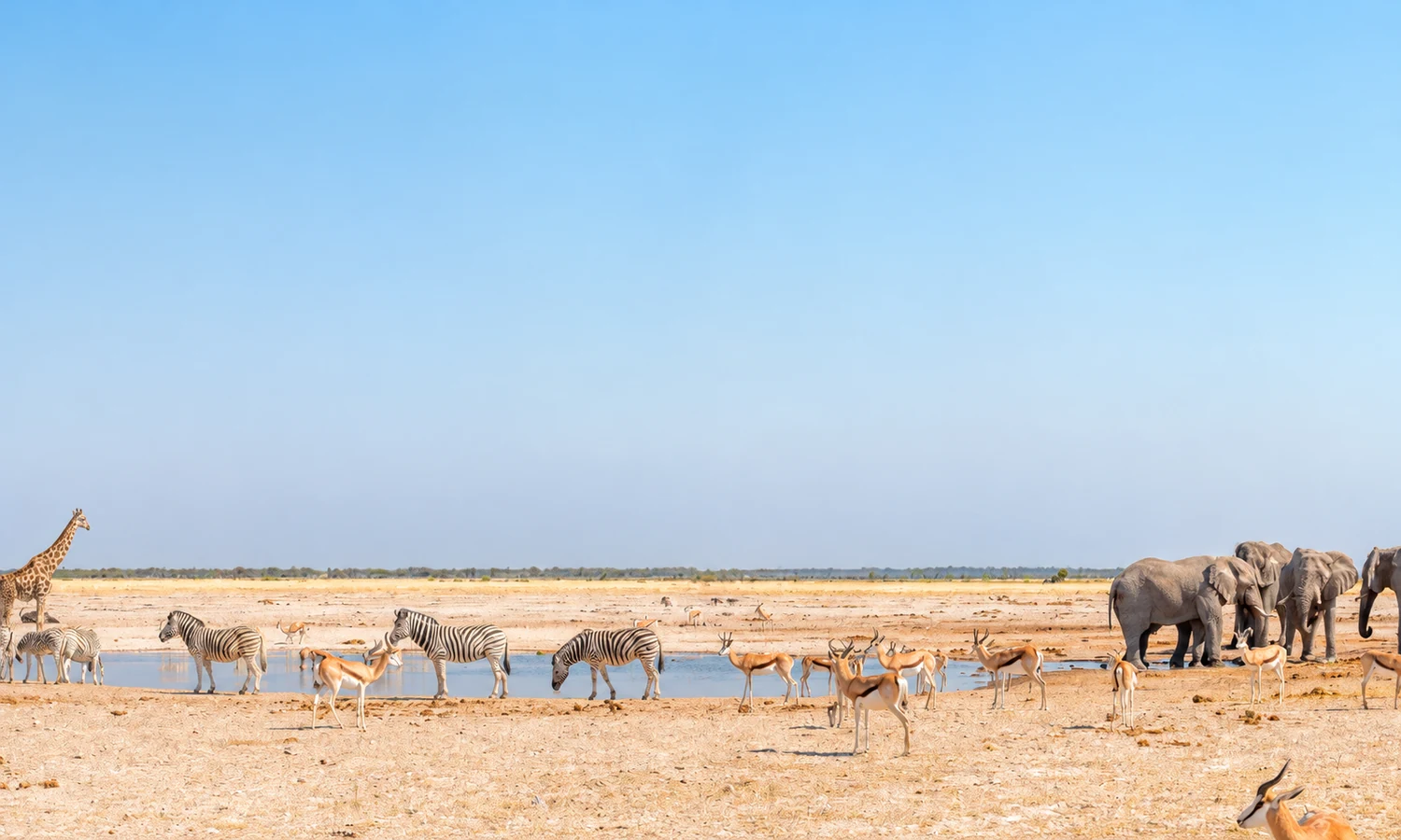 Elephants, zebras, springbok and a giraffe around an Etosha waterhole
