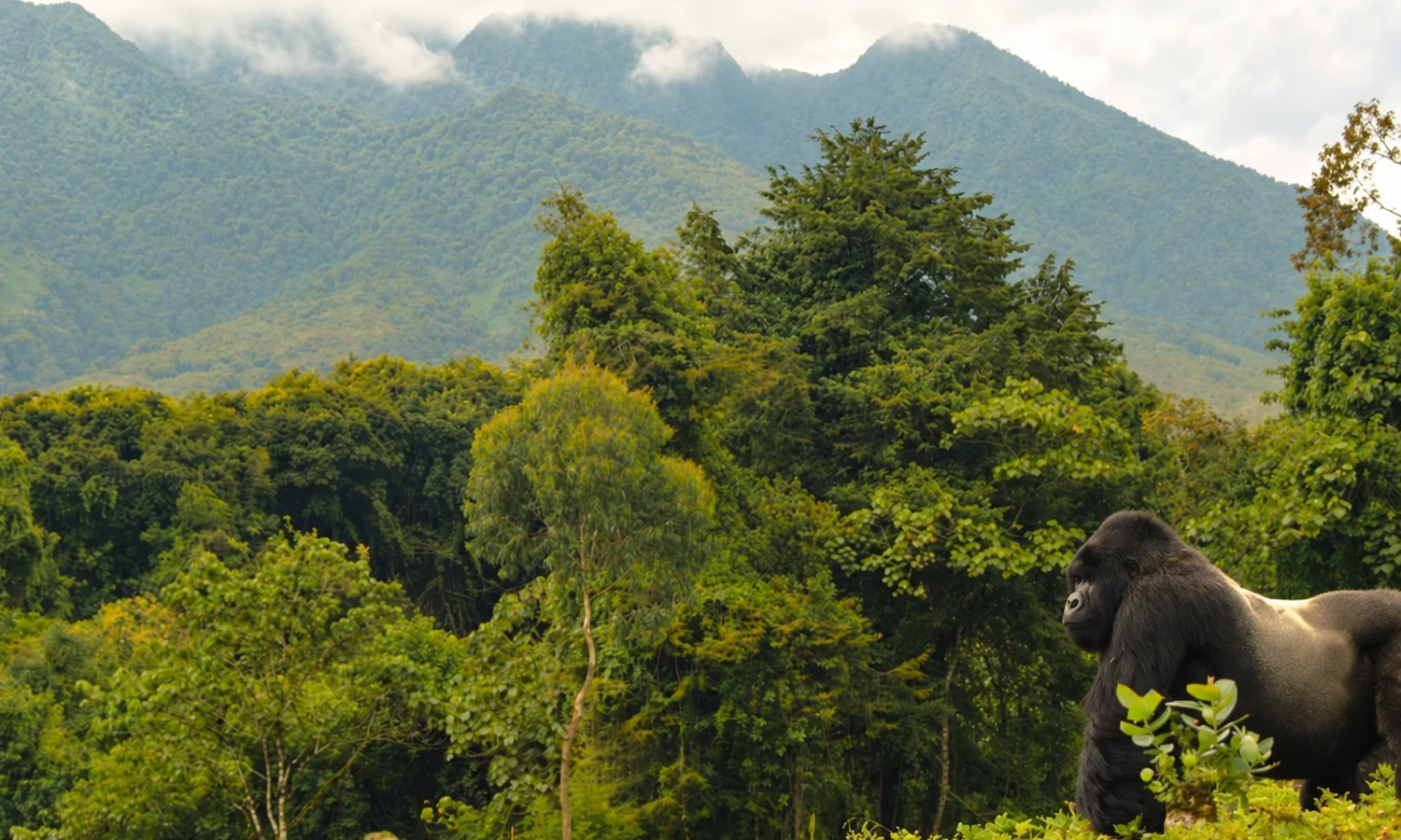 A gorilla beside a green forest with misty mountains in the distance