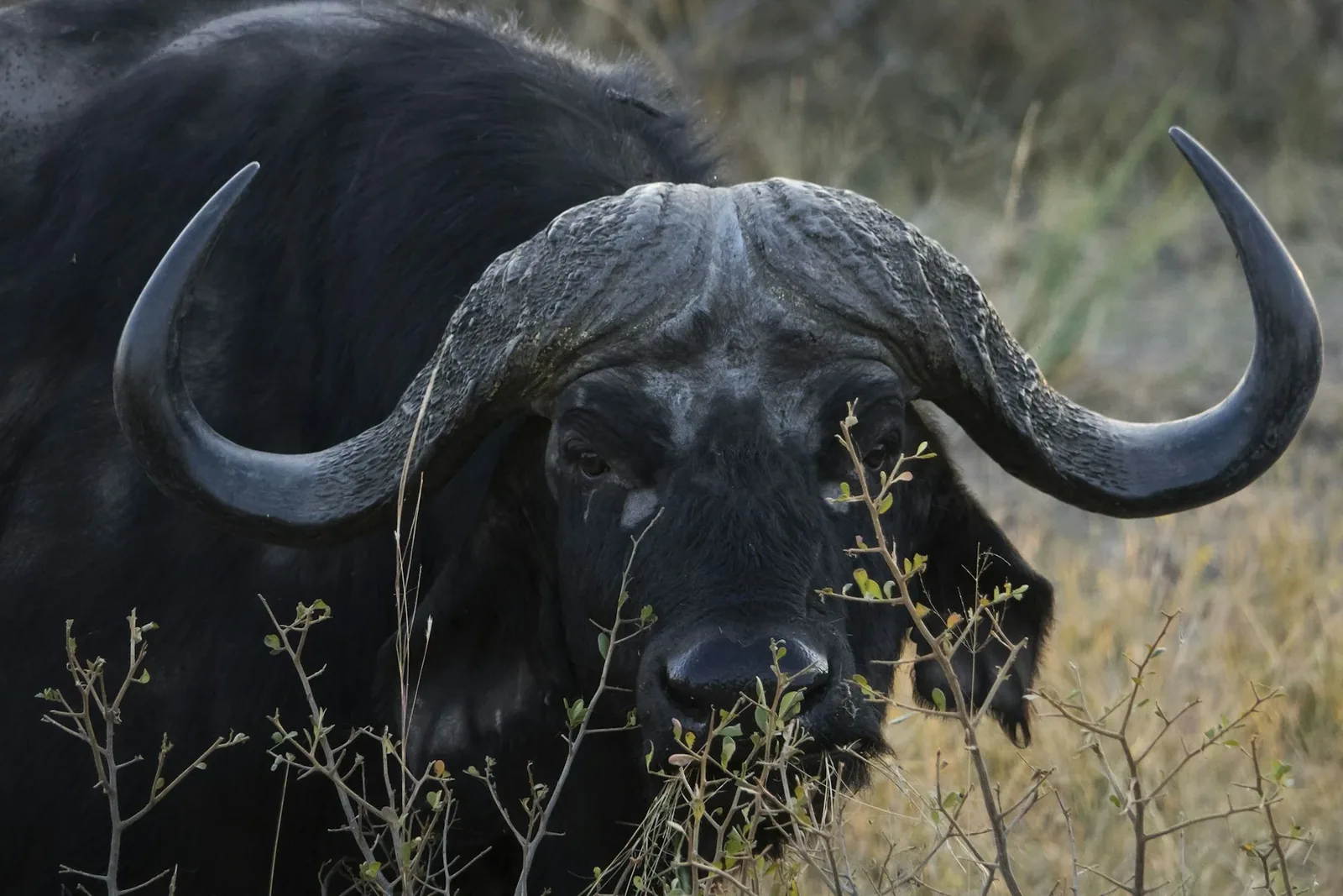 A buffalo in tall grass at Mahango Game Reserve