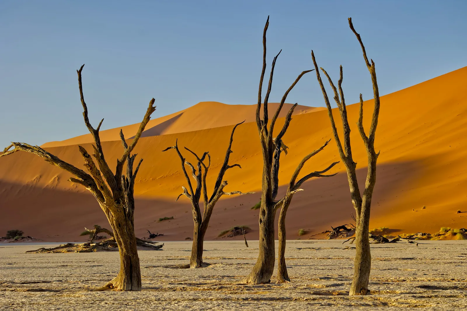 Ancient camelthorn trees in Deadvlei lit by warm light against towering dunes
