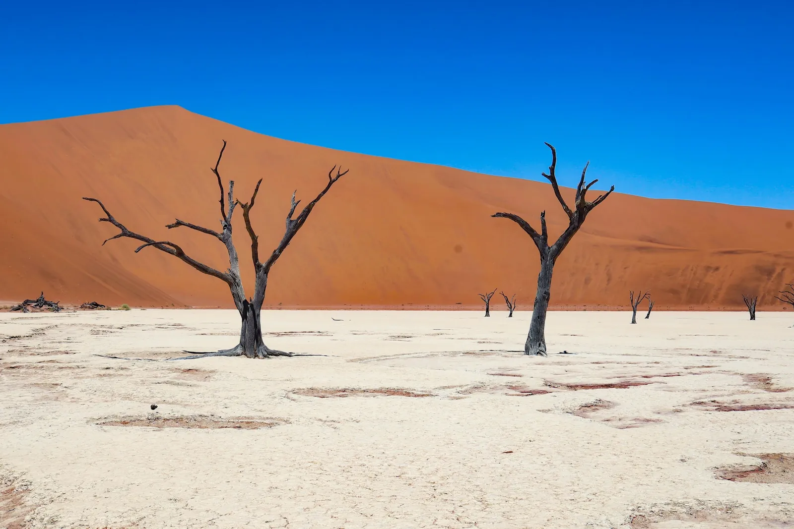 Camelthorn trees on the white clay pan of Deadvlei beneath an orange dune and deep blue sky
