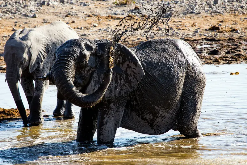 Elephants bathing and spraying water at a waterhole in Etosha National Park
