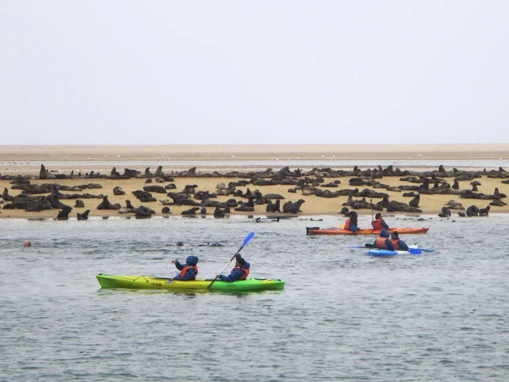 Kayakers approaching Cape fur seals at Pelican Point near Walvis Bay