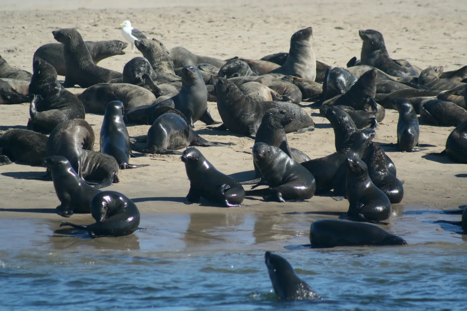 Cape fur seals gathered at the water's edge on the Namibian coast