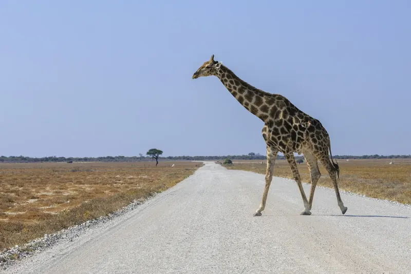 A giraffe crossing a dirt road in Etosha National Park