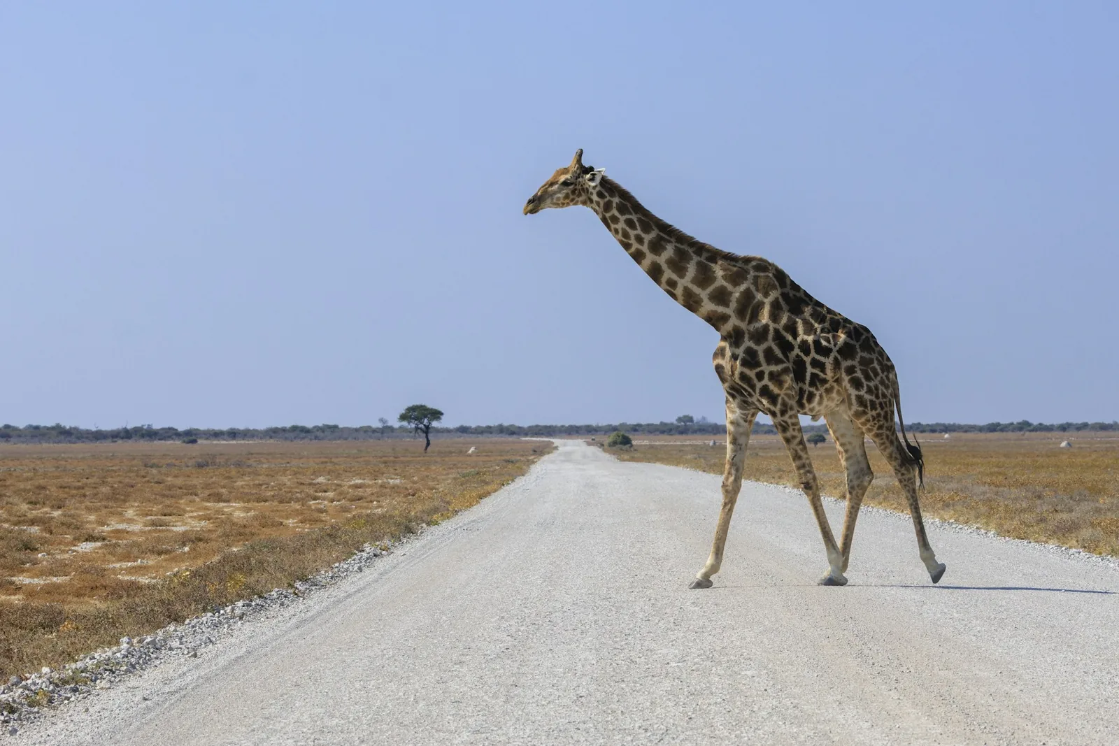 A giraffe crossing a dirt road in Etosha National Park