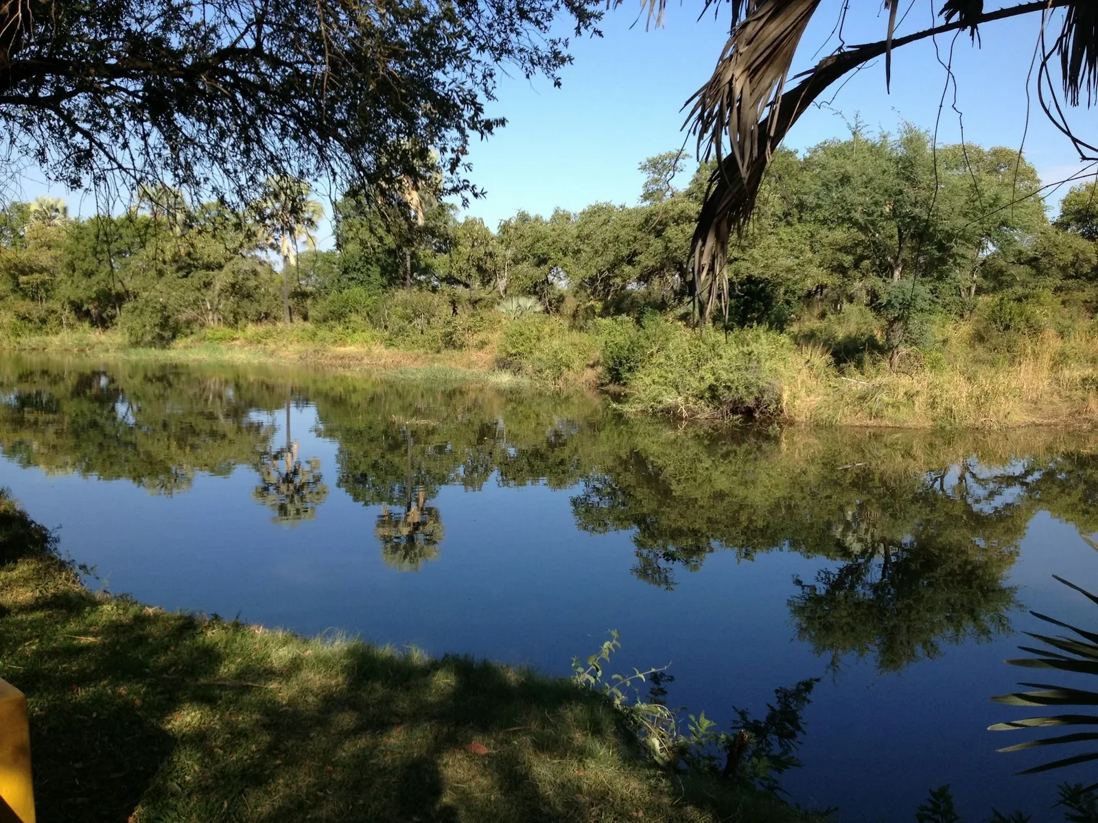 Green riverbanks and reflections along the Zambezi