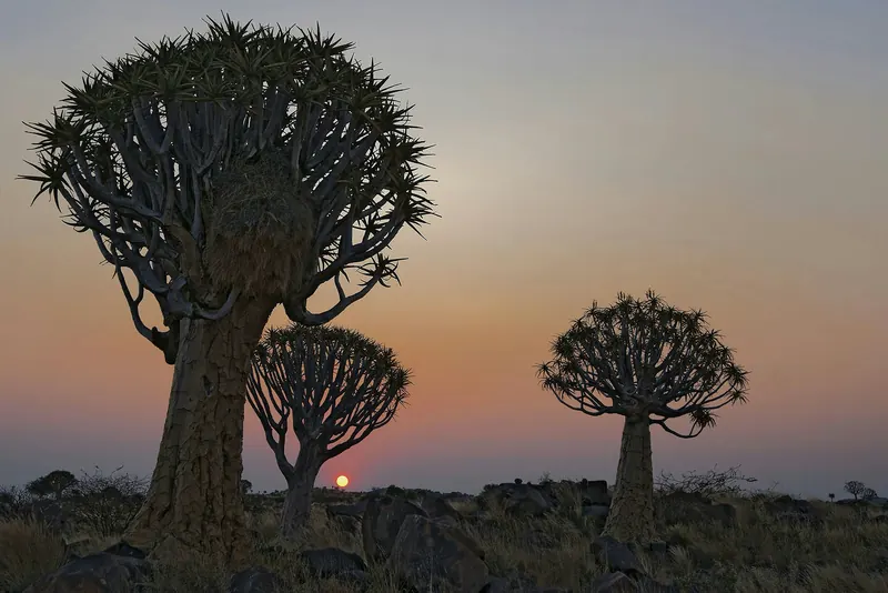 Quiver trees silhouetted against a sunset sky in the Quiver Tree Forest near Keetmanshoop