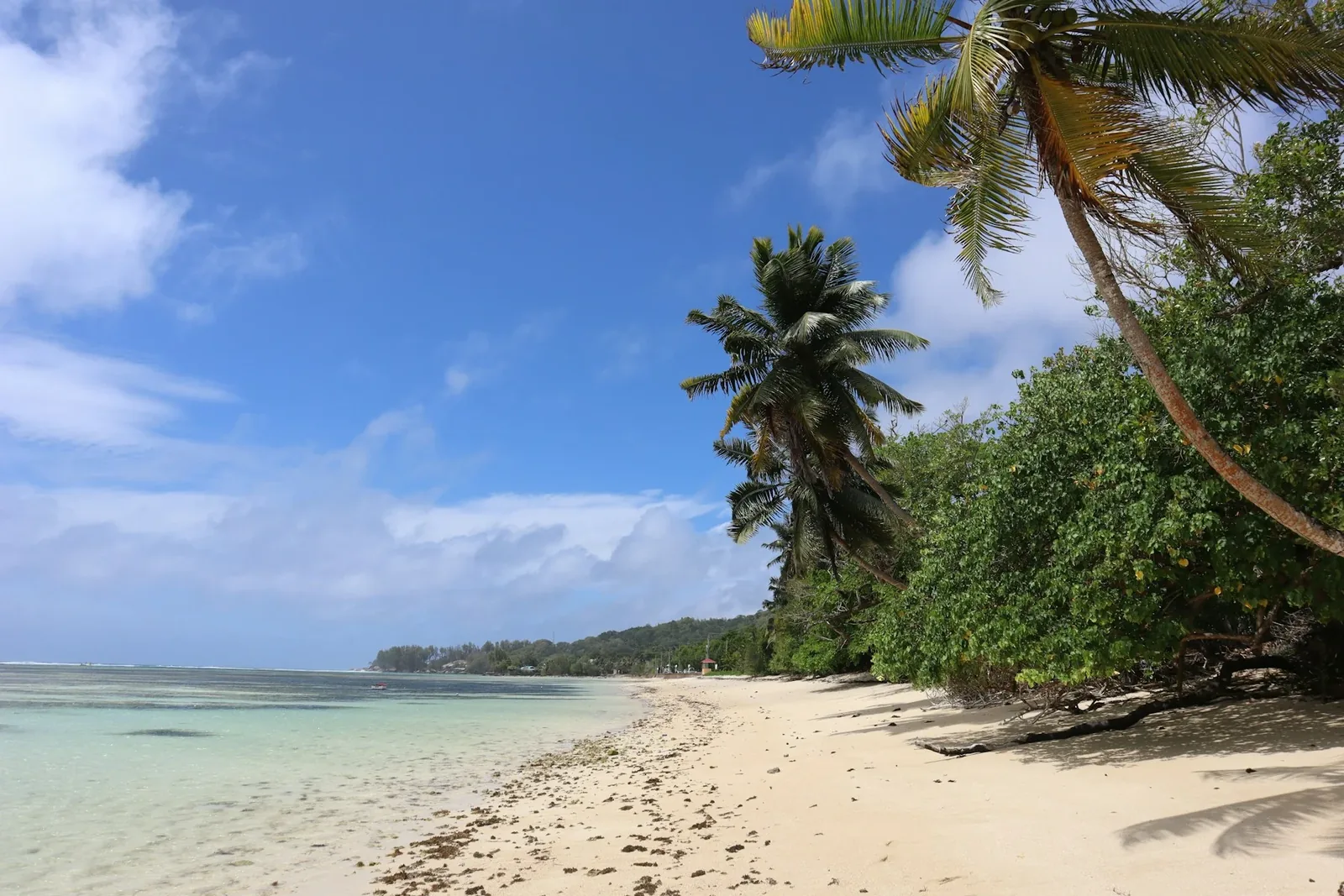 Palm trees beside a clear blue bay on Mahé