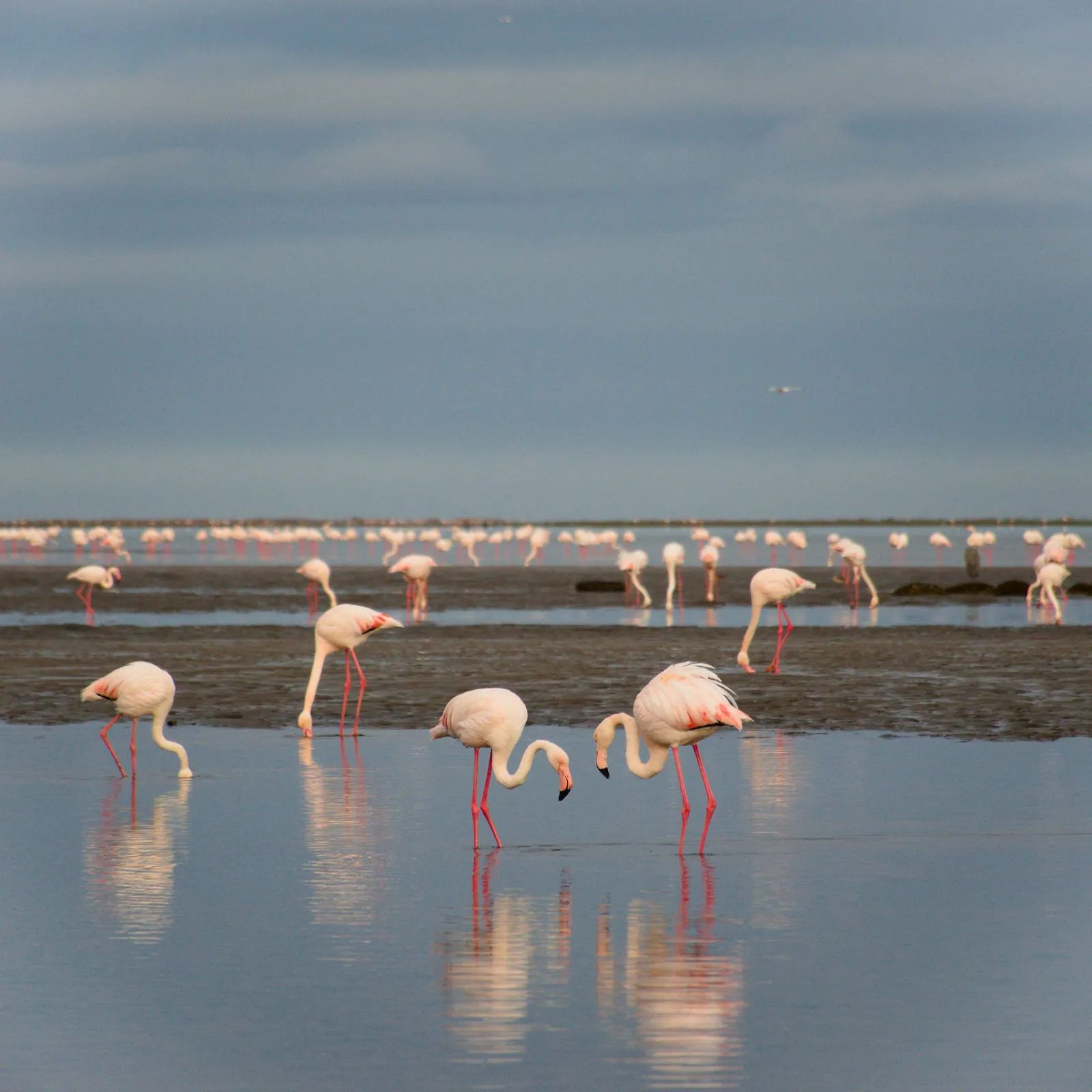 Pink flamingos feeding in the shallow lagoon at Walvis Bay