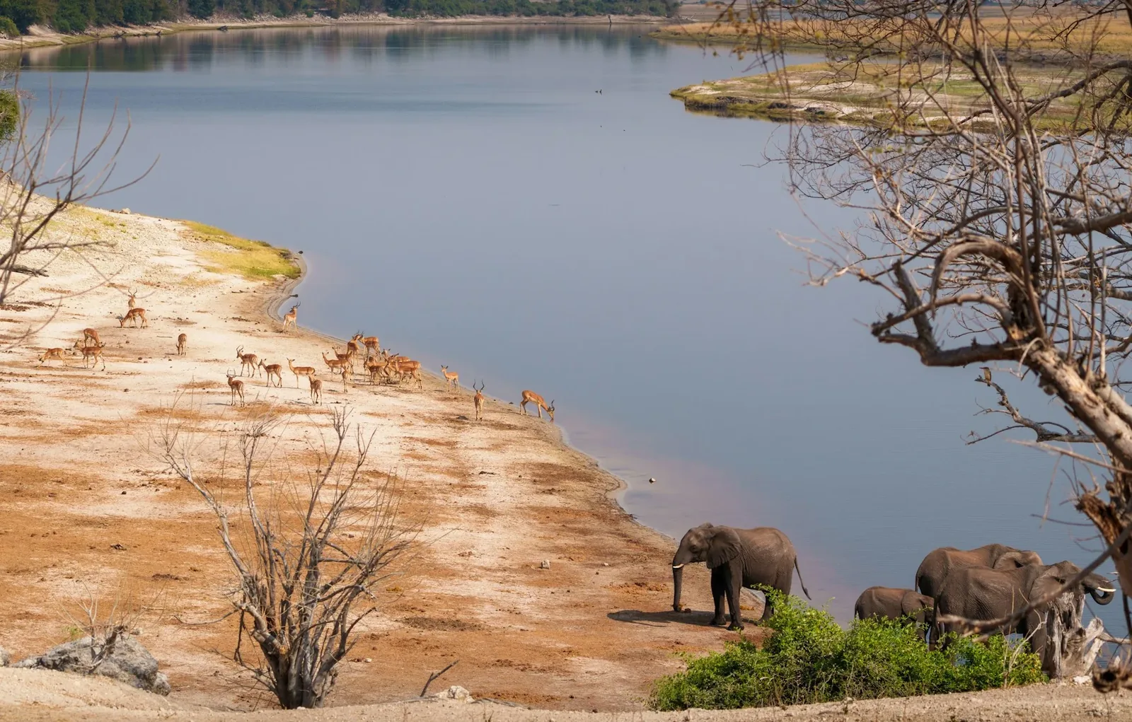 Elephants and antelope gathering beside the Chobe River